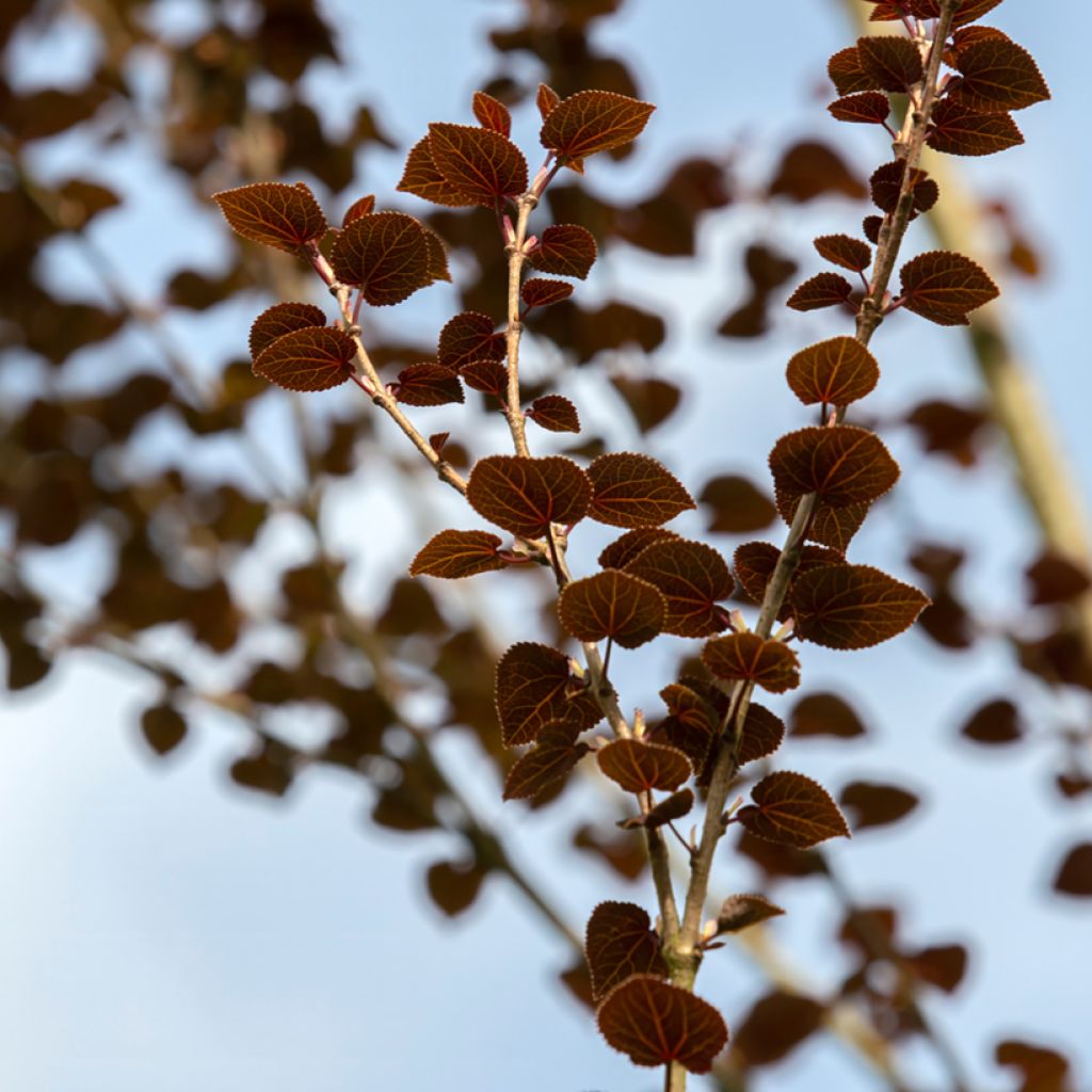 Japanischer Kuchenbaum Rotfuchs - Cercidiphyllum japonicum