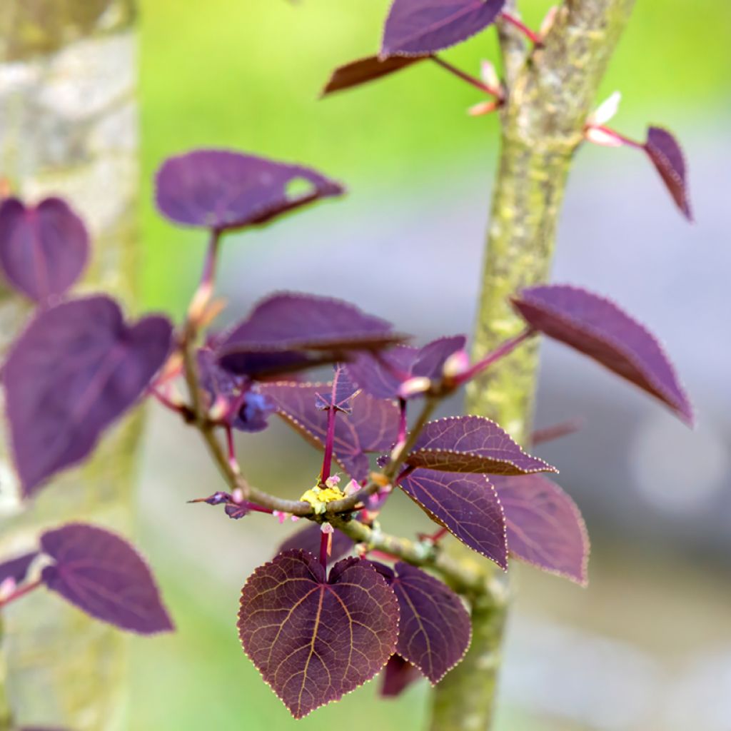 Japanischer Kuchenbaum Rotfuchs - Cercidiphyllum japonicum