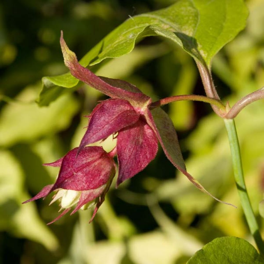 Leycesteria formosa Golden Lanterns - Buntdachblume