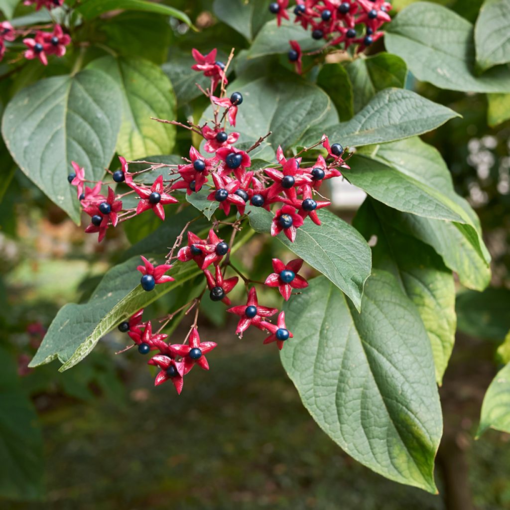 Japanischer Losbaum - Clerodendrum trichotomum