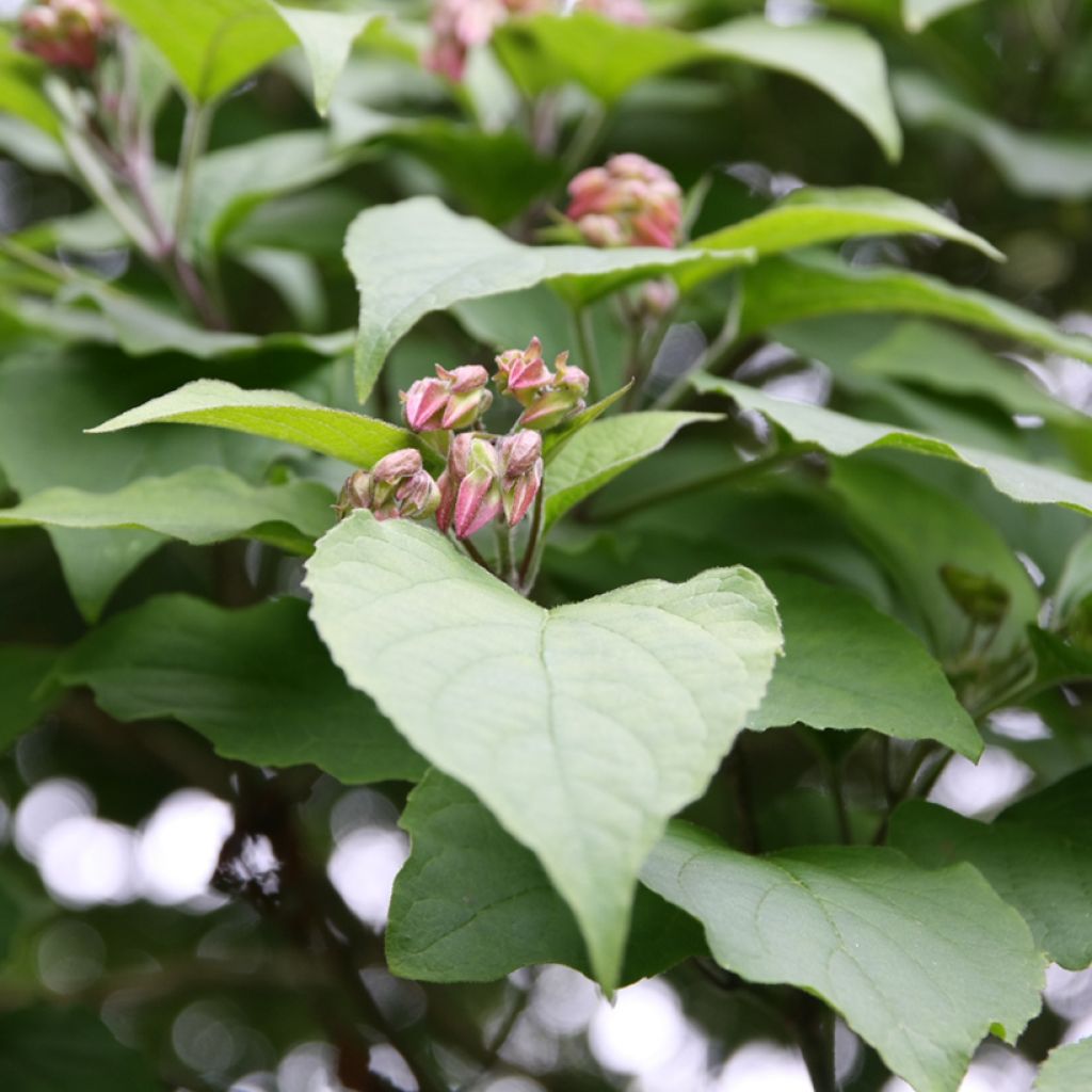 Japanischer Losbaum - Clerodendrum trichotomum