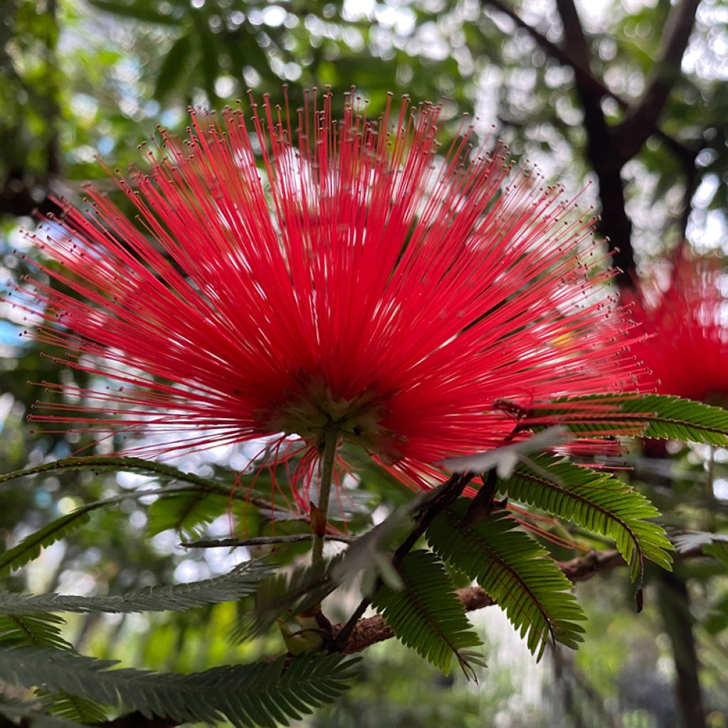 Albizia julibrissin Rouge de Tuilière - Seidenakazie