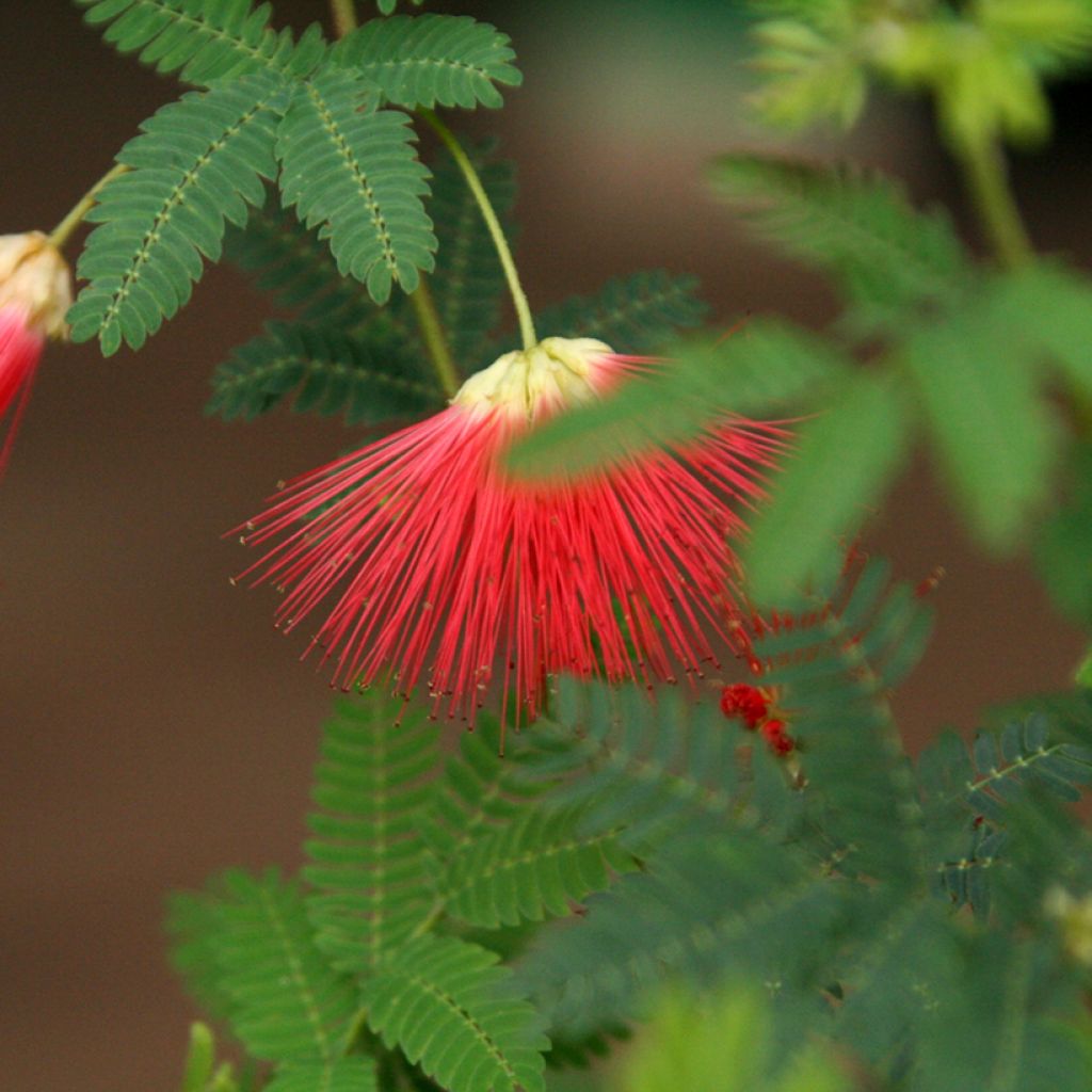 Albizia julibrissin Rouge de Tuilière - Seidenakazie