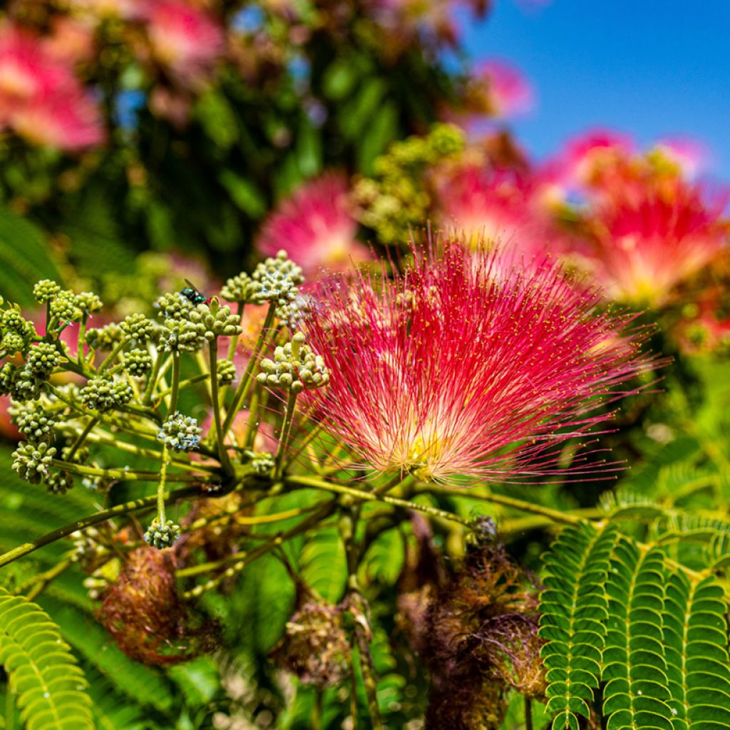 Albizia julibrissin Rouge de Tuilière - Seidenakazie