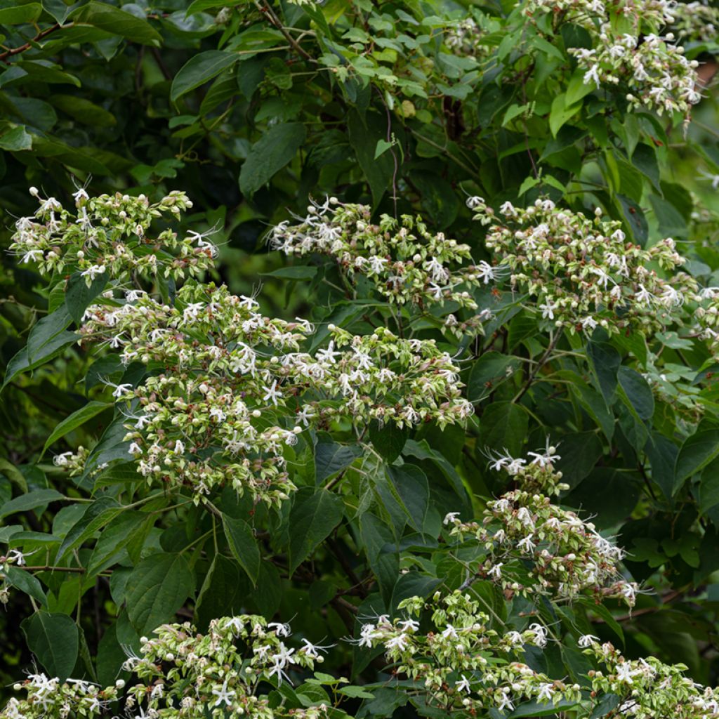 Japanischer Losbaum Fargesii - Clerodendrum trichotomum