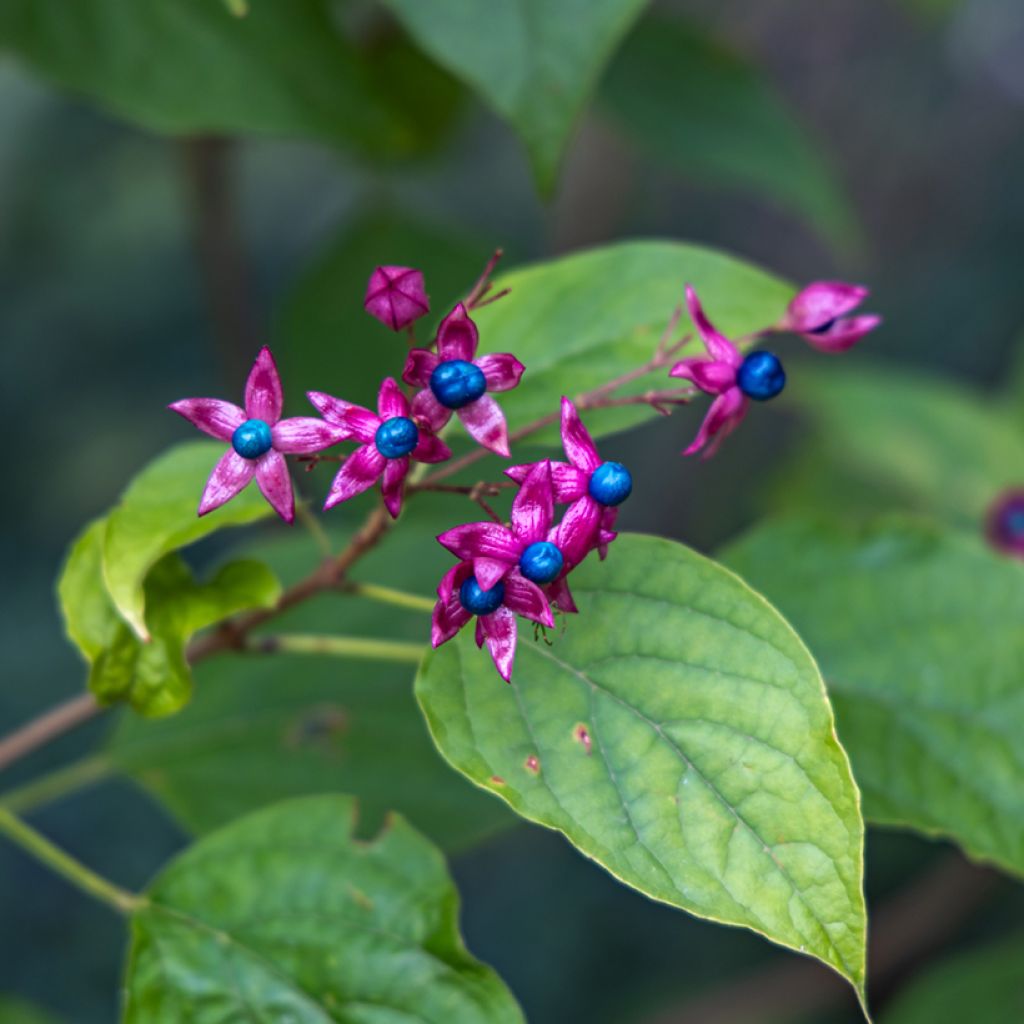 Japanischer Losbaum Fargesii - Clerodendrum trichotomum