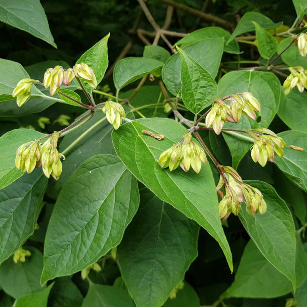 Japanischer Losbaum Fargesii - Clerodendrum trichotomum