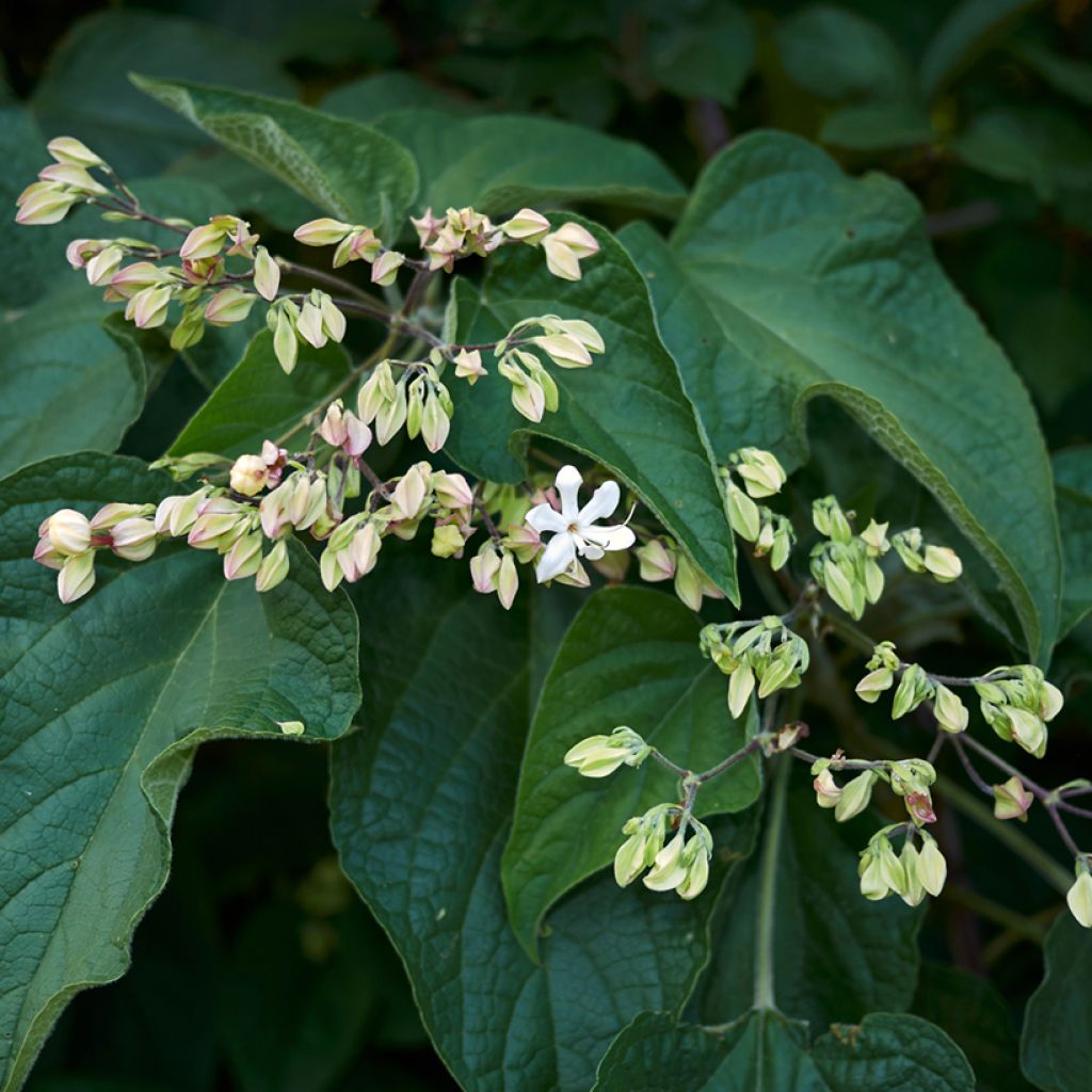 Japanischer Losbaum Fargesii - Clerodendrum trichotomum