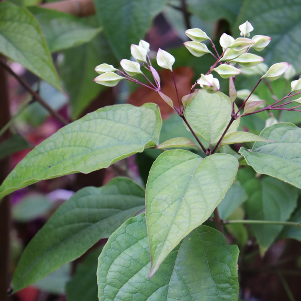 Japanischer Losbaum Fargesii - Clerodendrum trichotomum