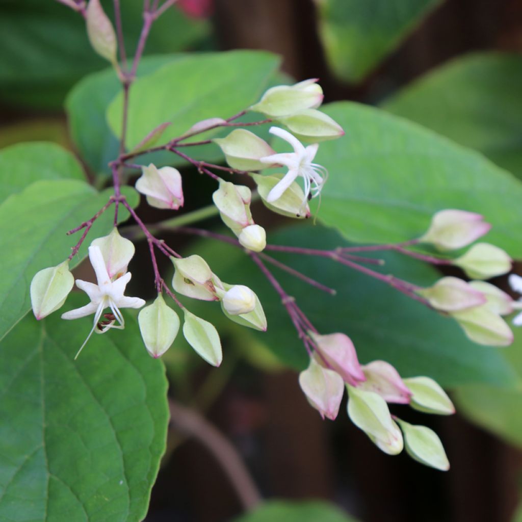 Japanischer Losbaum Fargesii - Clerodendrum trichotomum