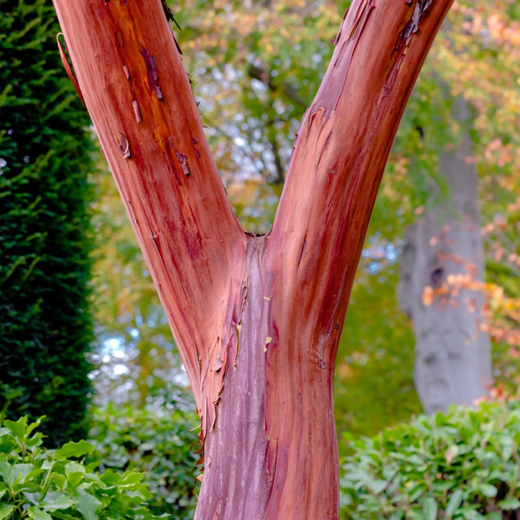 Arbutus Marina - Erdbeerbaum