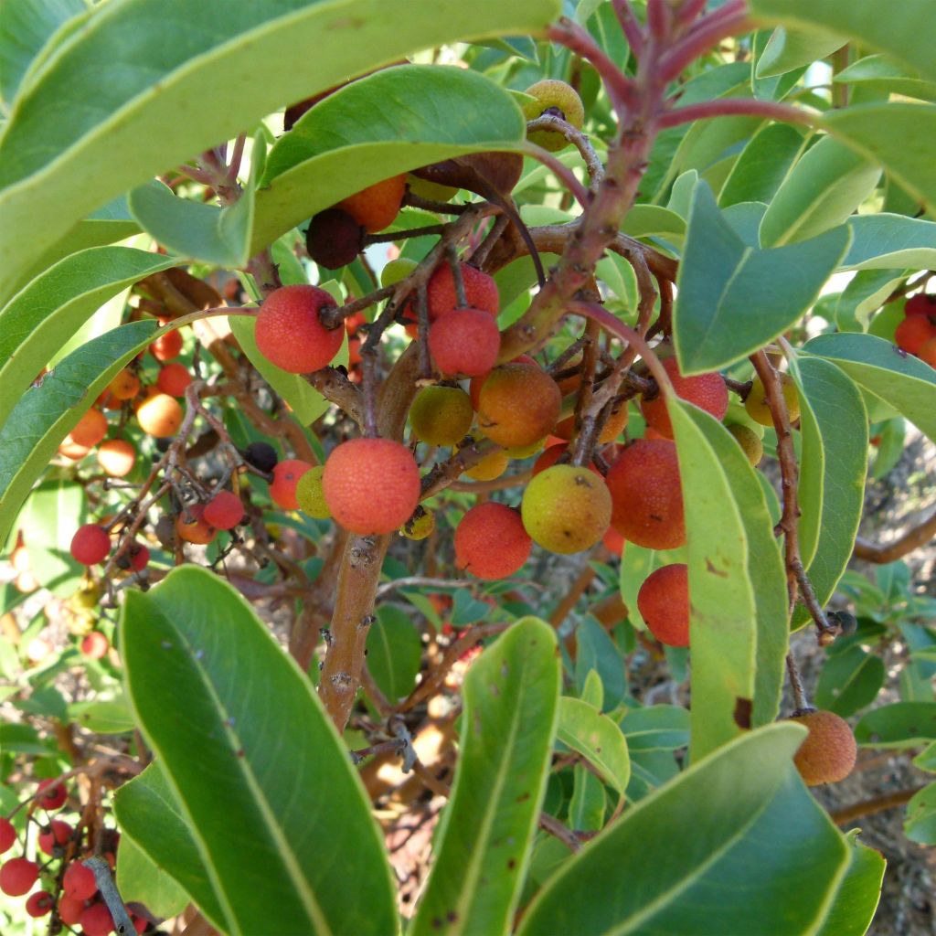 Arbutus andrachne - Zyprischer Erdbeerbaum