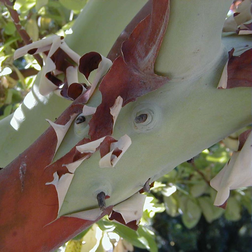 Arbutus andrachne - Zyprischer Erdbeerbaum