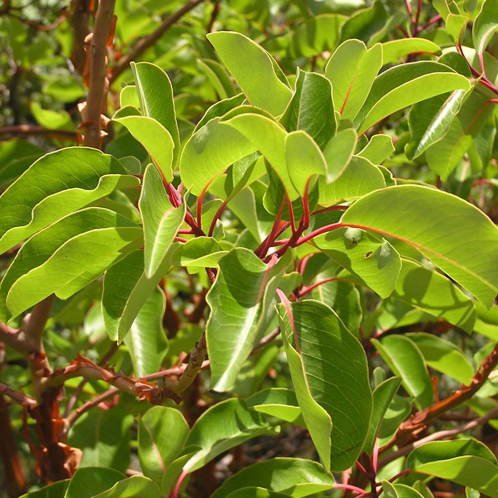 Arbutus andrachne - Zyprischer Erdbeerbaum