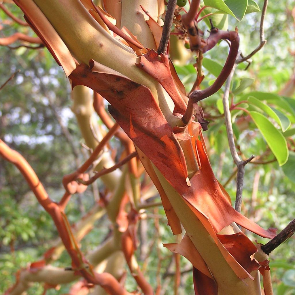 Arbutus andrachne - Zyprischer Erdbeerbaum