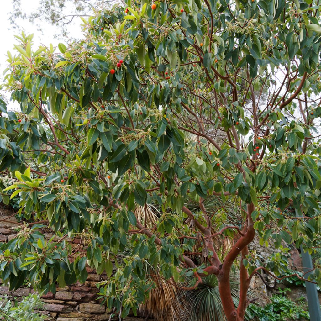 Arbutus andrachne - Zyprischer Erdbeerbaum