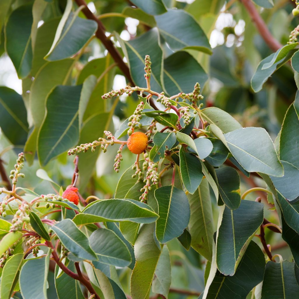 Arbutus andrachne - Zyprischer Erdbeerbaum