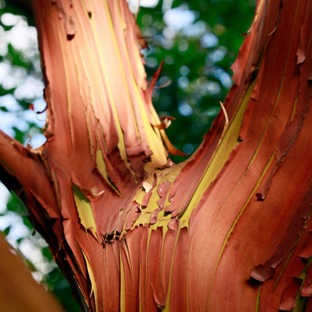 Arbutus andrachne - Zyprischer Erdbeerbaum