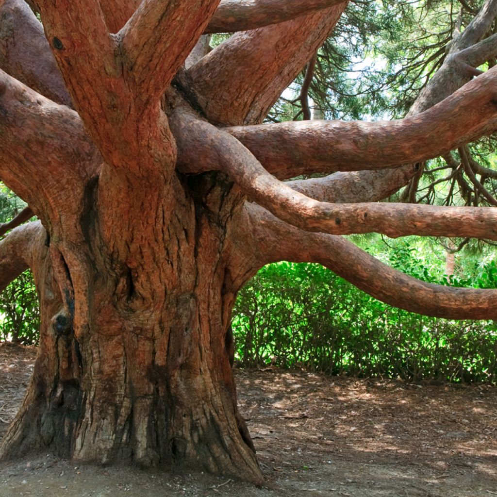 Arbutus andrachne - Zyprischer Erdbeerbaum