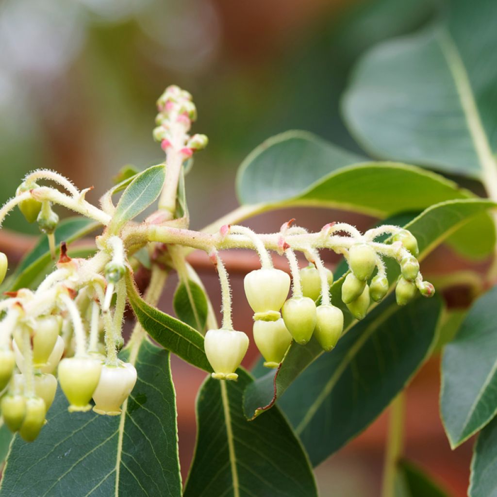 Arbutus andrachne - Zyprischer Erdbeerbaum