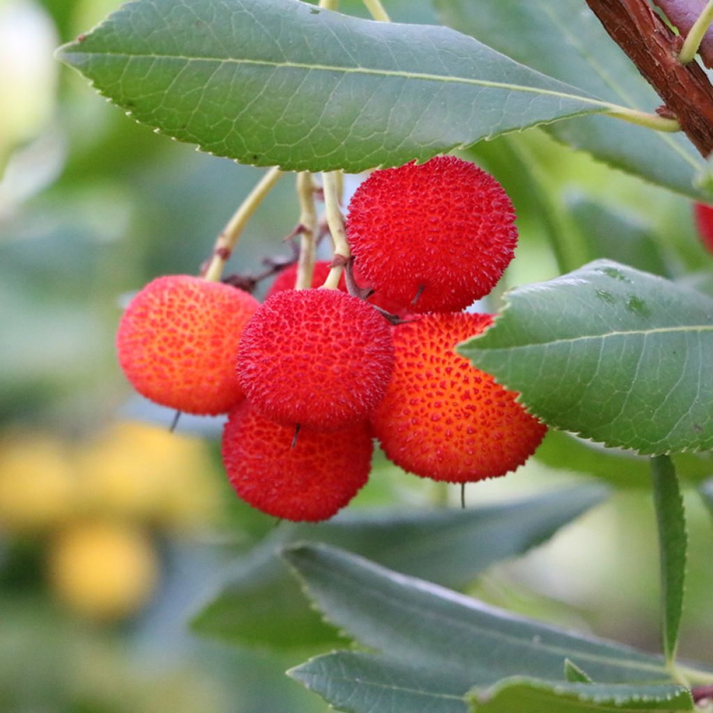 Arbutus andrachne - Zyprischer Erdbeerbaum