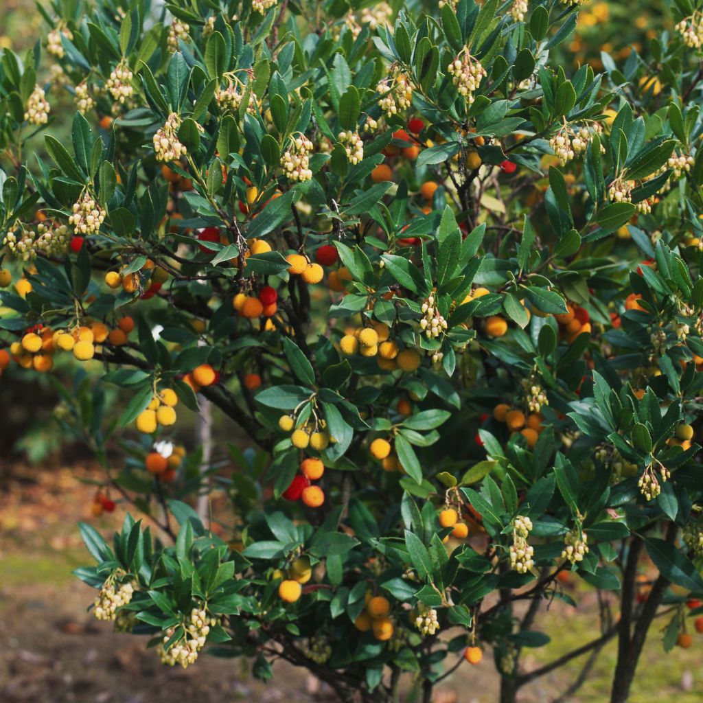 Westlicher Erdbeerbaum Atlantic - Arbutus unedo