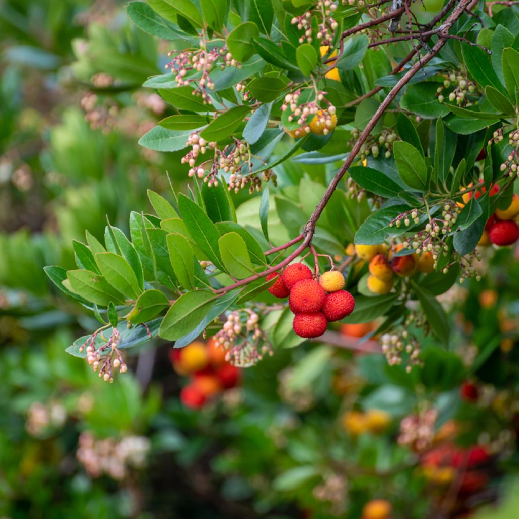 Westlicher Erdbeerbaum - Arbutus unedo