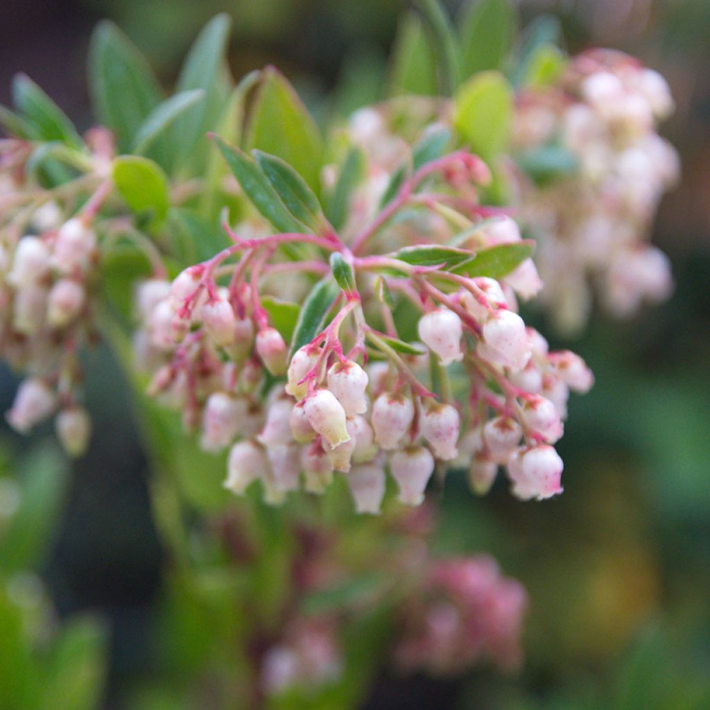 Westlicher Erdbeerbaum - Arbutus unedo