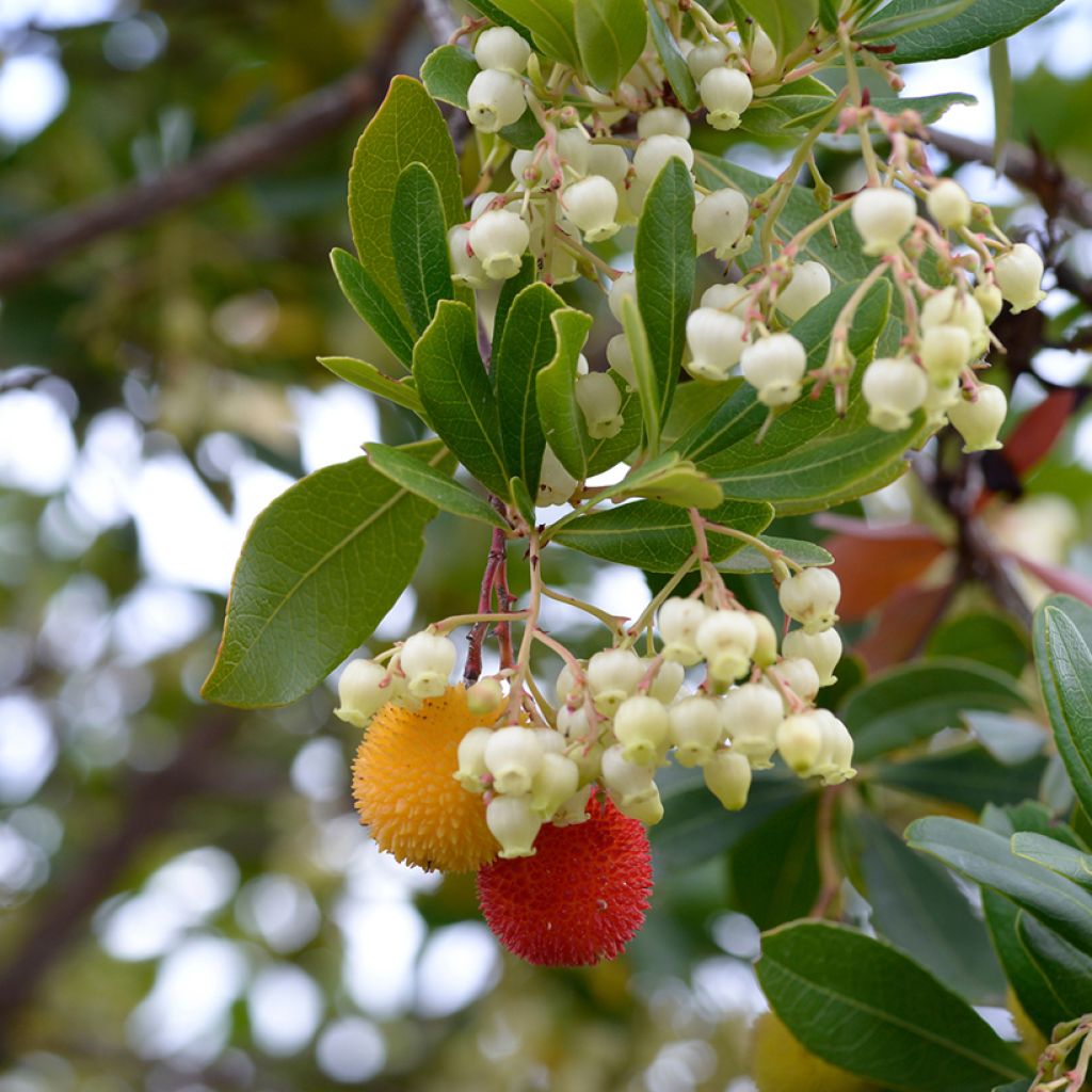 Westlicher Erdbeerbaum - Arbutus unedo