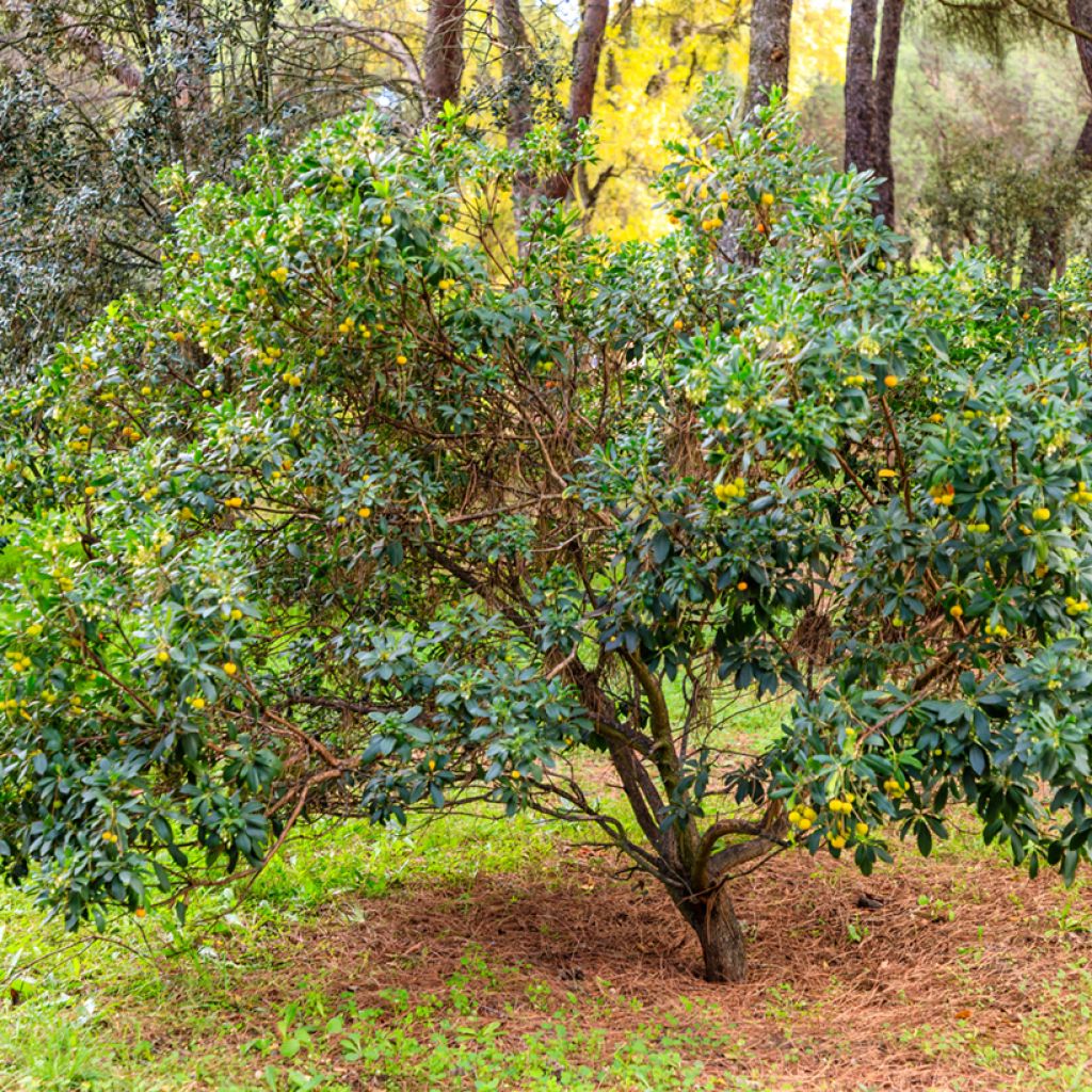 Westlicher Erdbeerbaum - Arbutus unedo