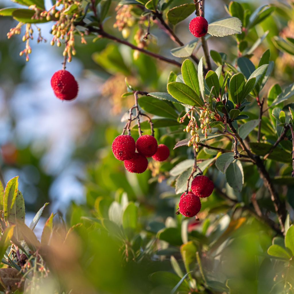 Westlicher Erdbeerbaum - Arbutus unedo