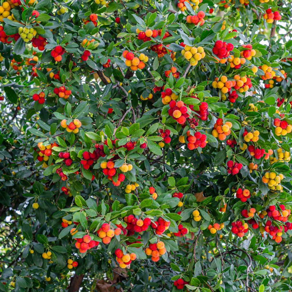 Westlicher Erdbeerbaum - Arbutus unedo