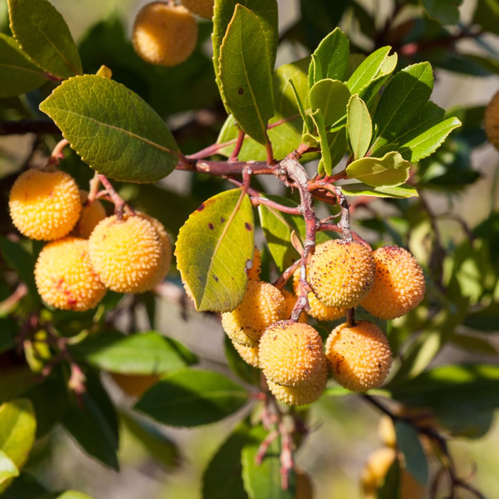 Westlicher Erdbeerbaum Atlantic - Arbutus unedo