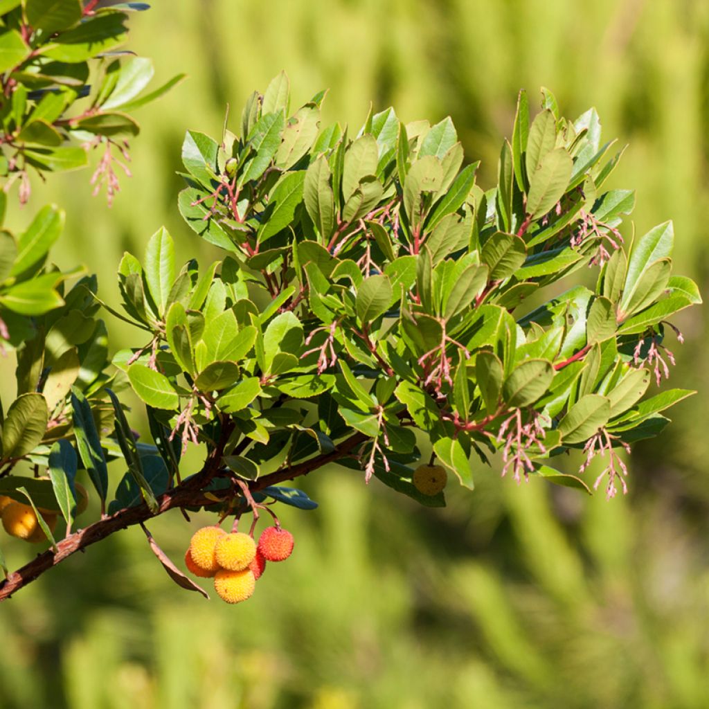 Westlicher Erdbeerbaum Atlantic - Arbutus unedo