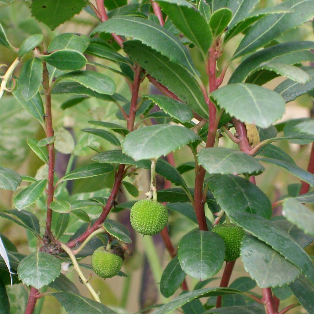 Arbutus unedo Compacta - Westlicher Erdbeerbaum