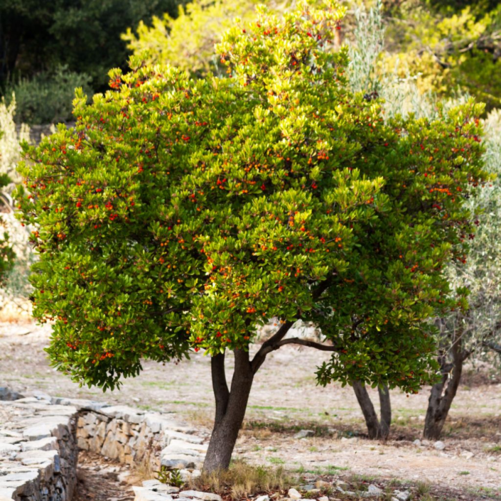 Arbutus unedo Compacta - Westlicher Erdbeerbaum