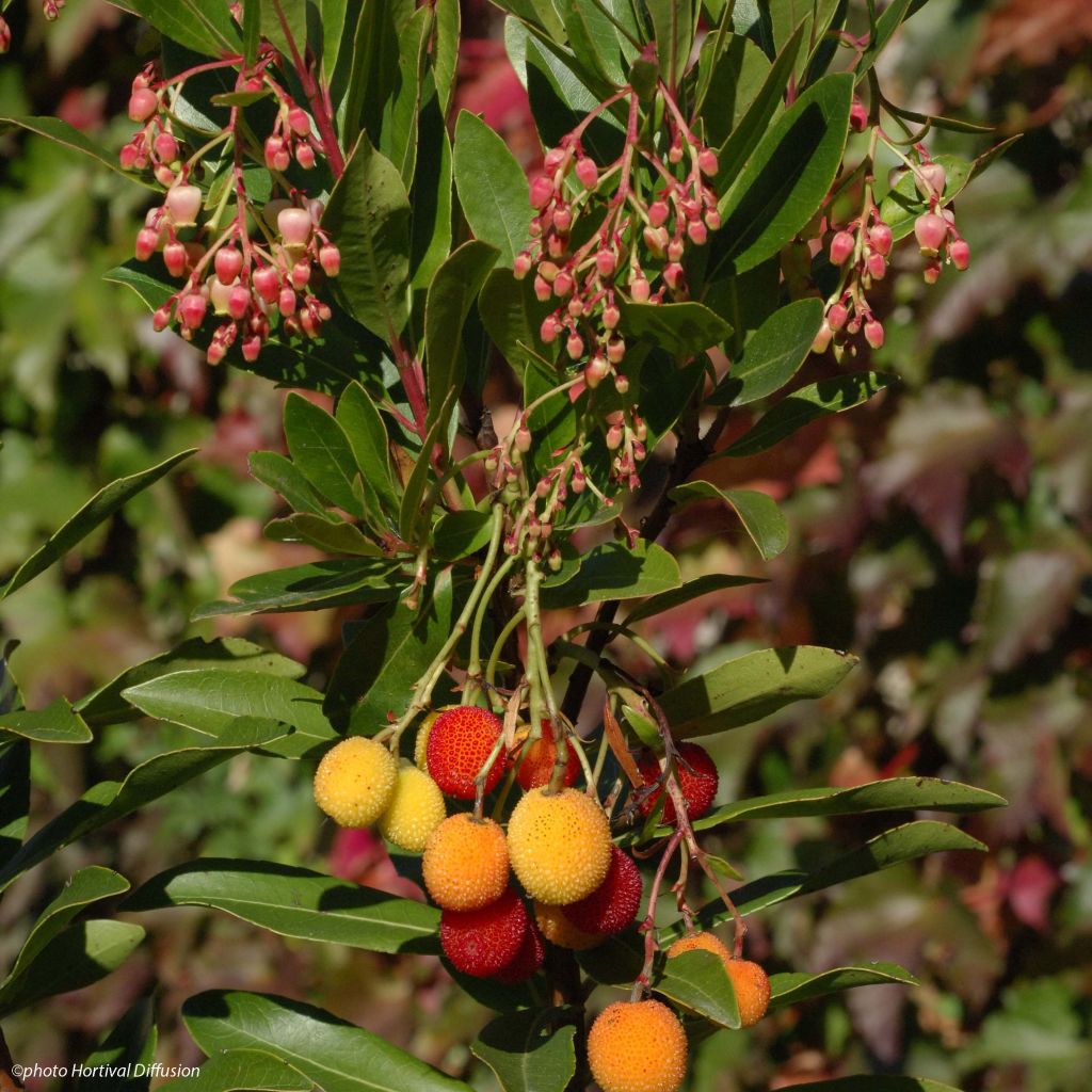 Arbutus unedo Roselily ® - Arbousier