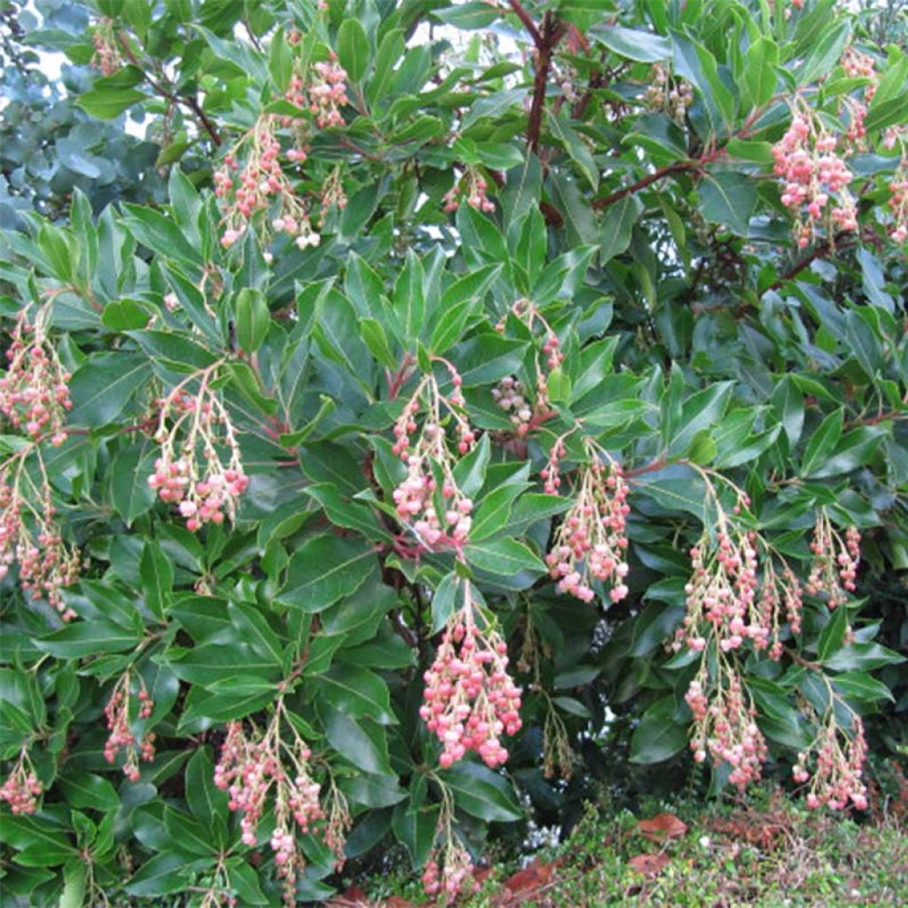 Arbutus unedo Rubra - Westlicher Erdbeerbaum