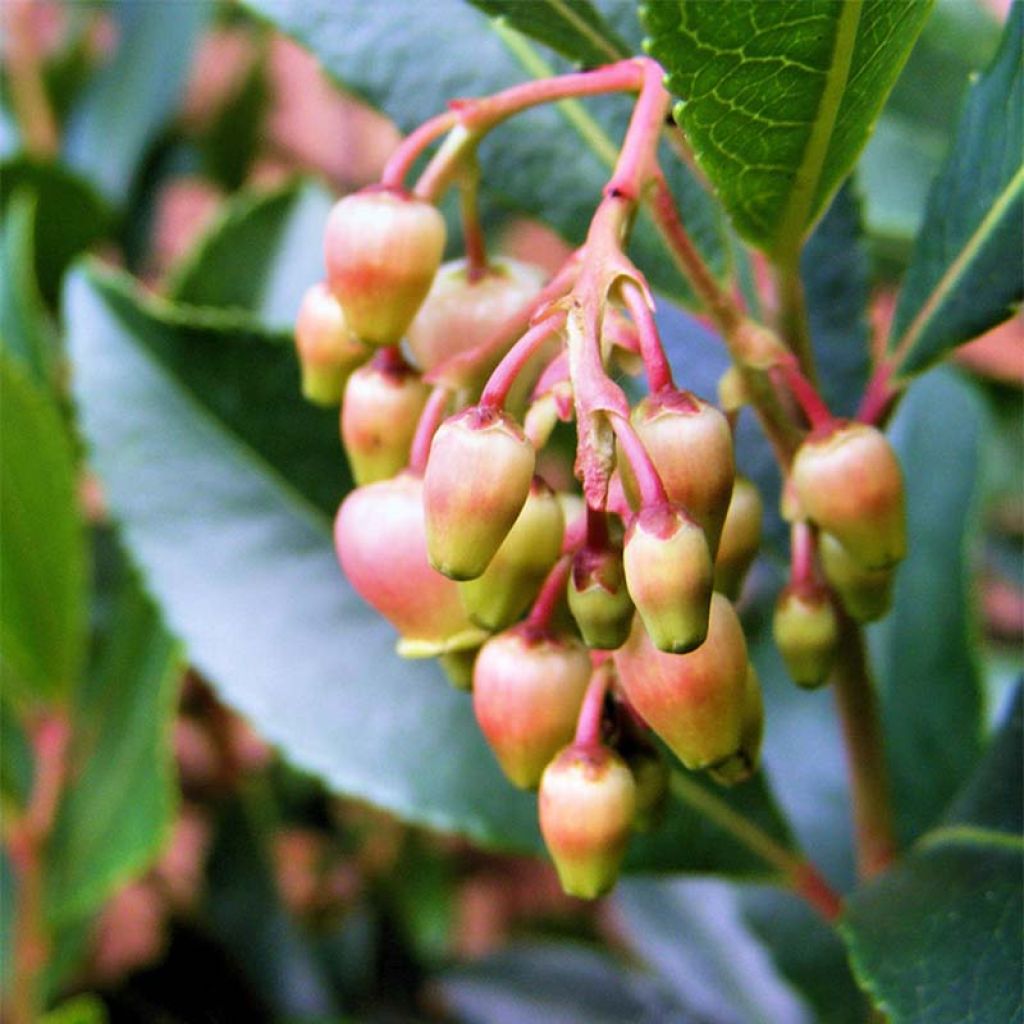 Arbutus unedo Rubra - Westlicher Erdbeerbaum