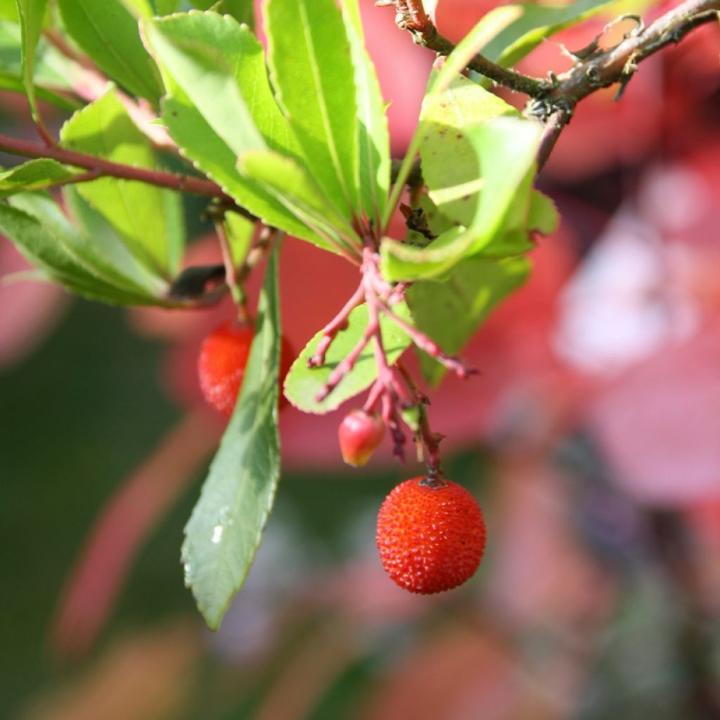 Arbutus unedo Rubra - Westlicher Erdbeerbaum