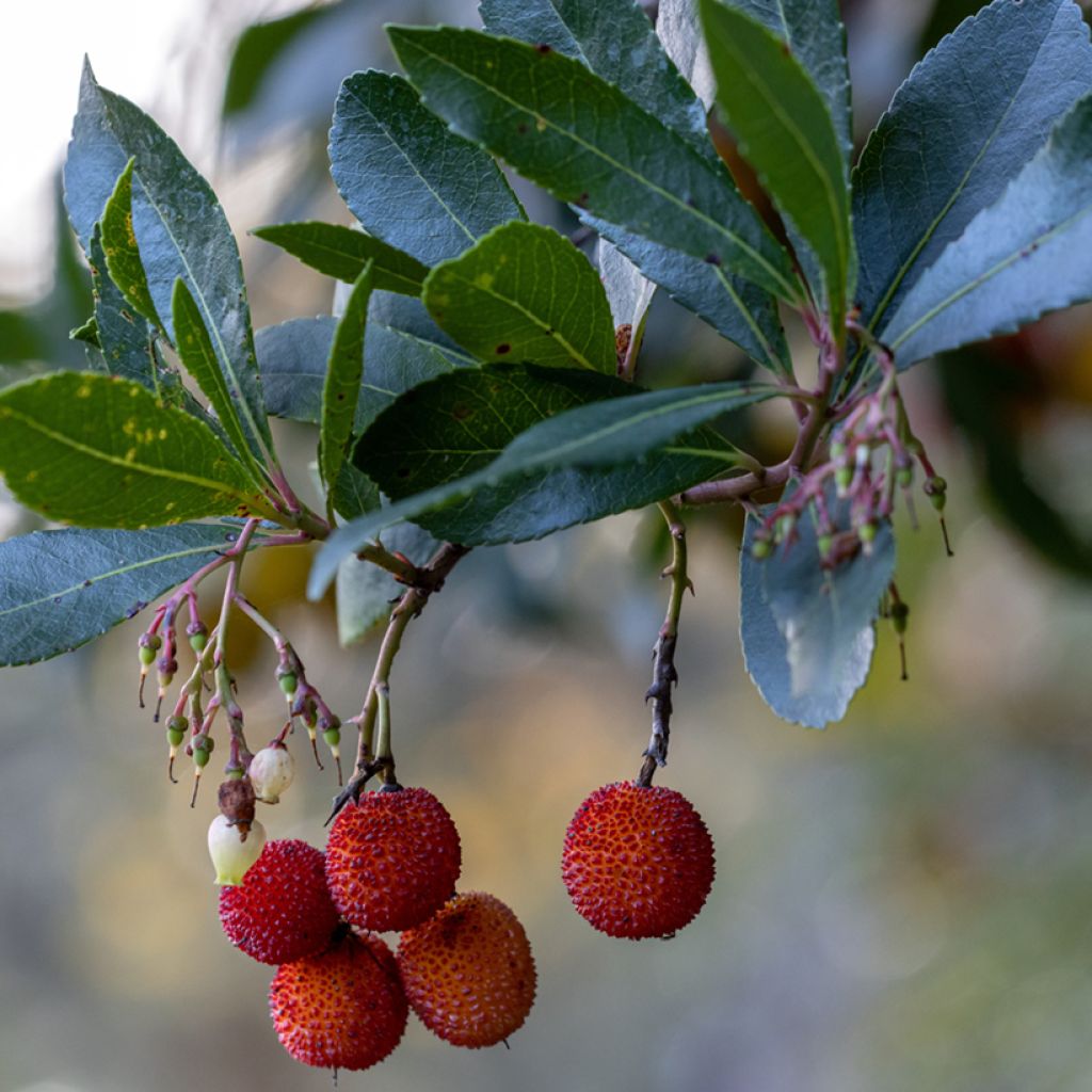 Arbutus unedo Rubra - Westlicher Erdbeerbaum