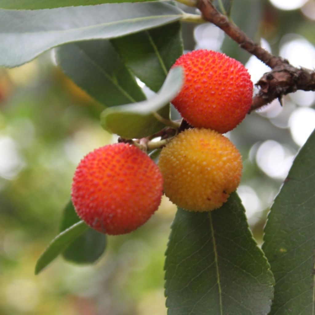 Westlicher Erdbeerbaum - Arbutus unedo