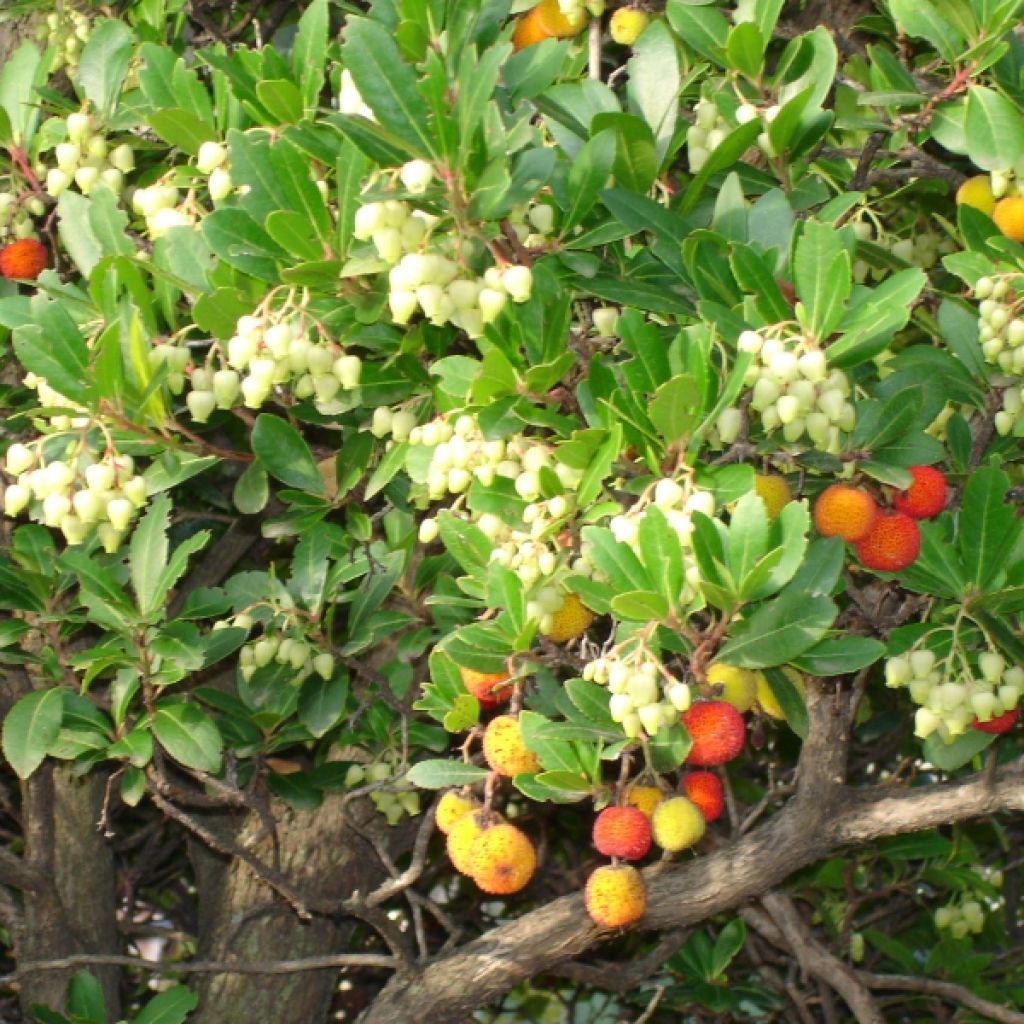 Westlicher Erdbeerbaum - Arbutus unedo