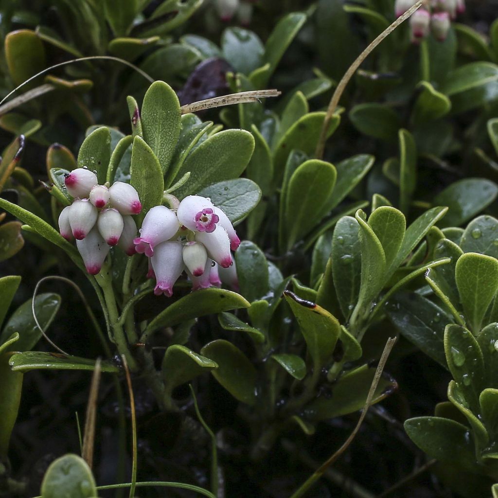 Arctostaphylos uva-ursi - Echte Bärentraube