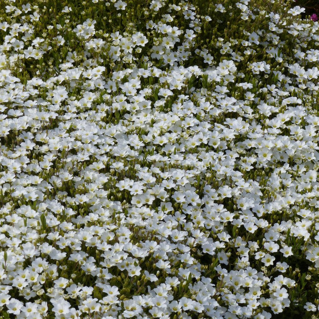 Arenaria montana - Berg-Sandkraut