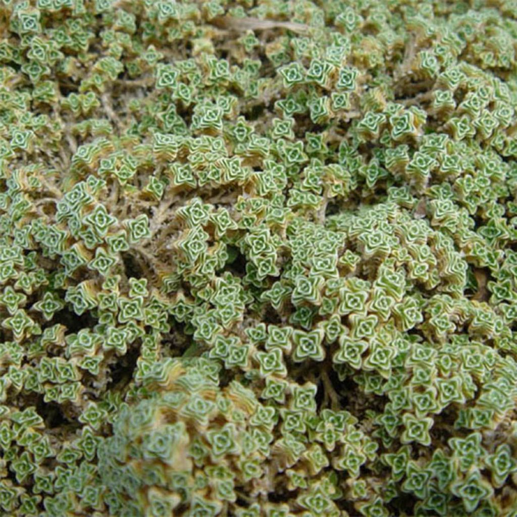 Arenaria tetraquetra subsp. granatensis - Sandkraut