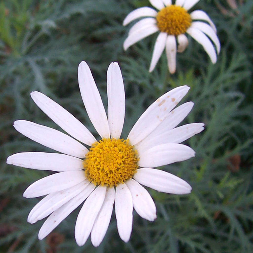 Kanarische Strauch-Margerite Chelsea Girl - Argyranthemum