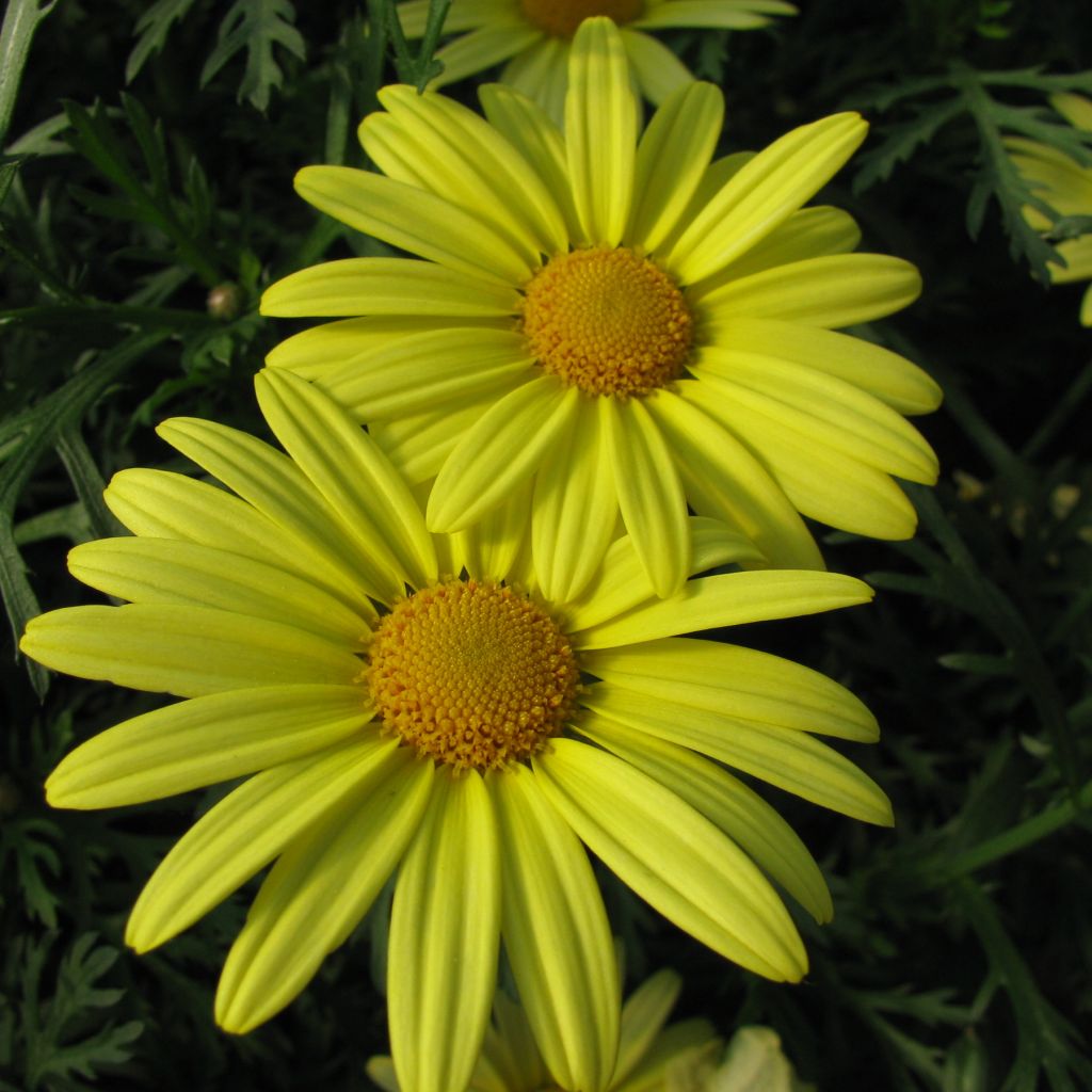 Kanarische Strauch-Margerite Jamaïca Primerose - Argyranthemum