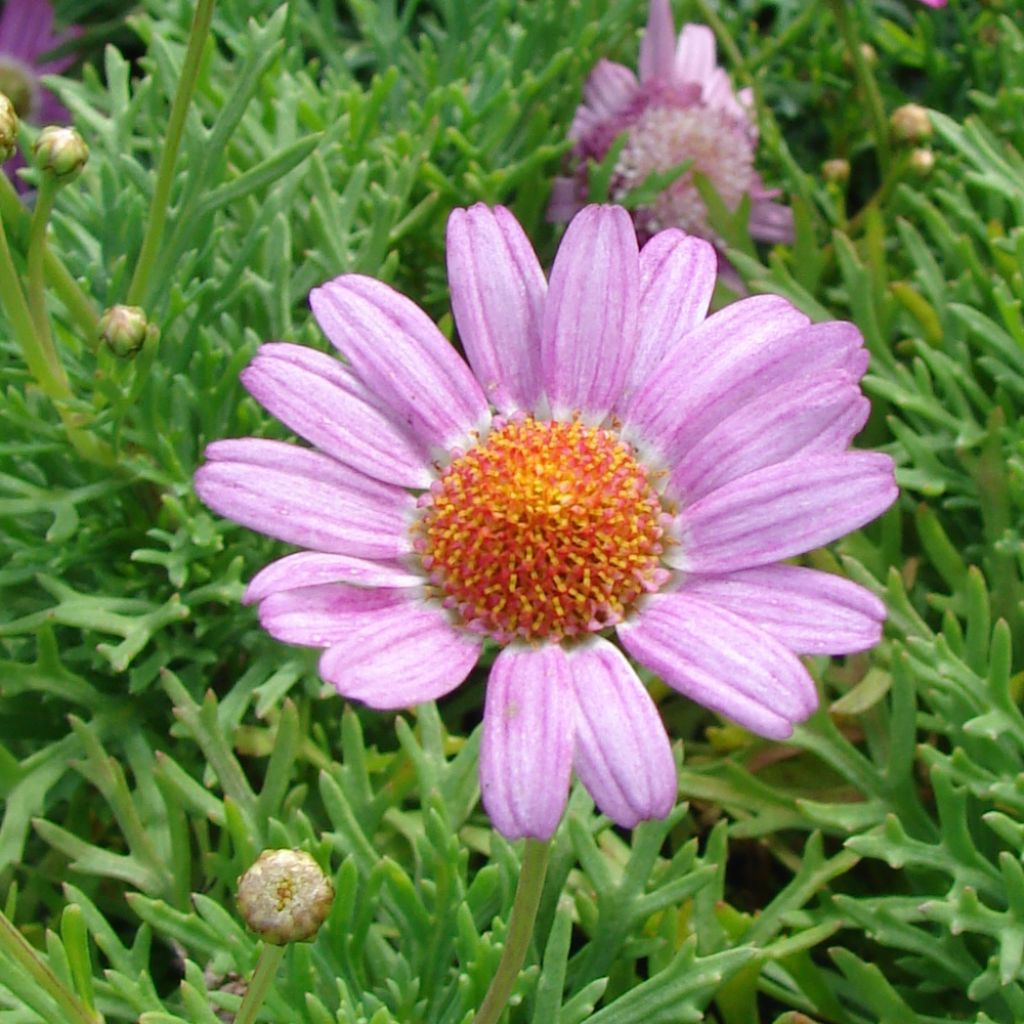 Kanarische Strauch-Margerite Petite Pink - Argyranthemum