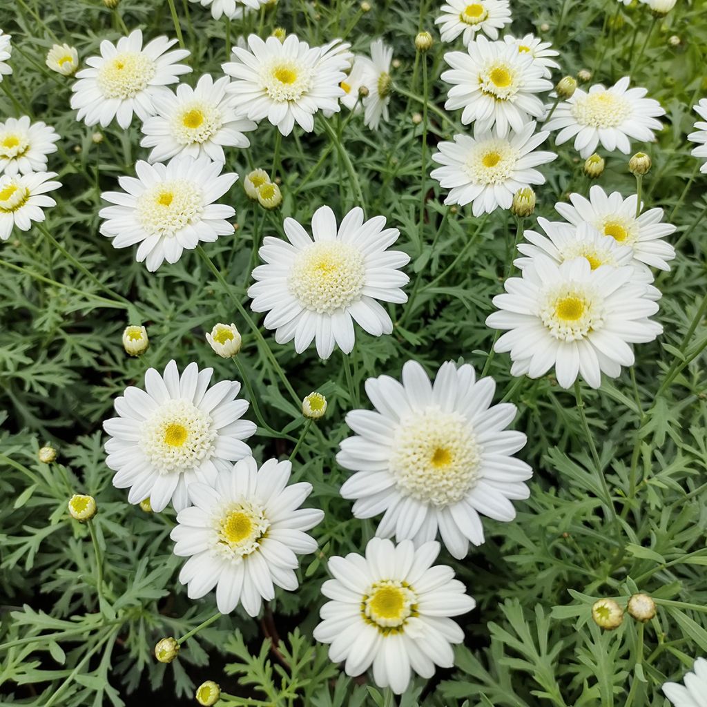 Kanarische Strauch-Margerite Qinta White - Argyranthemum frutescens